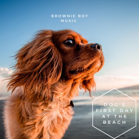 Dog's First Day At The Beach | Boomplay Music