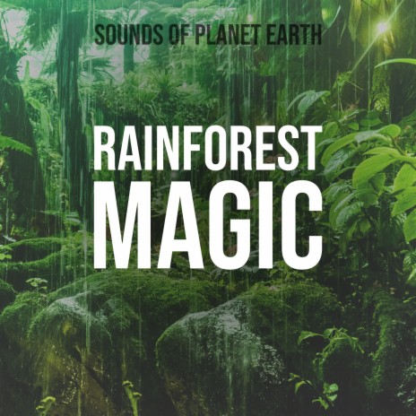 Heavy Forest Rainfall Sounds