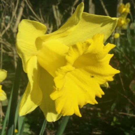 Daffodil Waltz | Boomplay Music