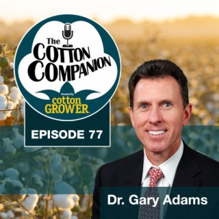 No Pandemic Slowdown for the Business of Cotton