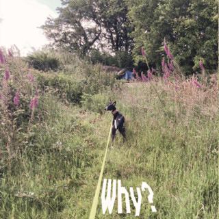 Why? lyrics | Boomplay Music