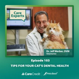 Tips For Your Cat’s Dental Health - Dr. Jeff Werber