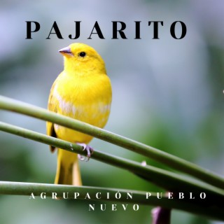 Pajarito