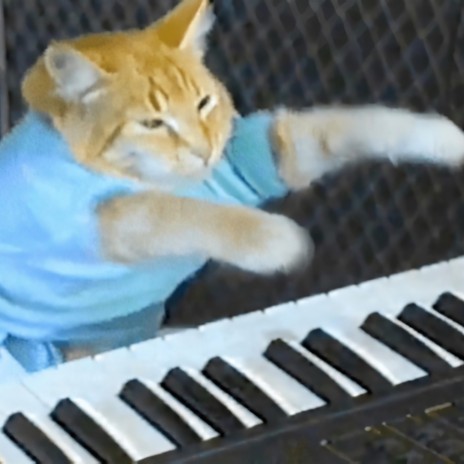 keyboard cat swag