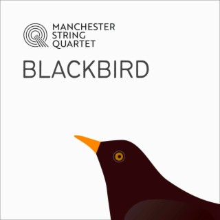 Blackbird