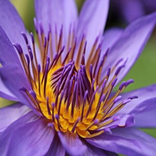 Purple Lotus