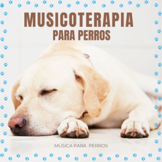 Musicoterapia para perros