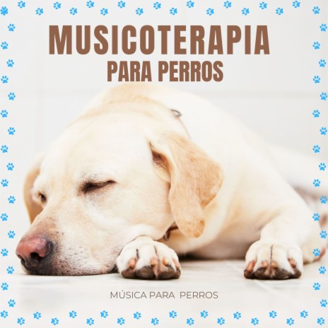 Ansiedad de separación en perros | Boomplay Music