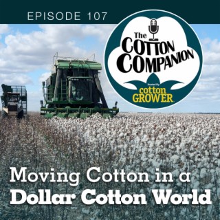 Moving Cotton in a Dollar Cotton World