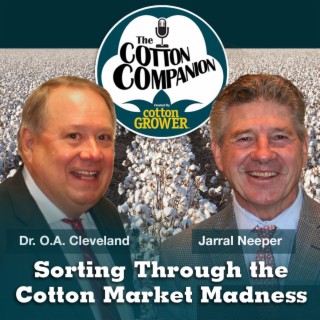Sorting Through the Cotton Market Madness
