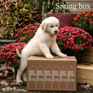 Spring box