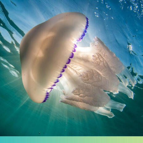 Jellyfish | Boomplay Music