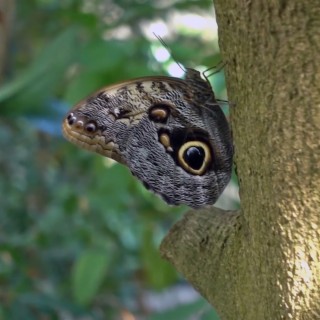 The Trouble With Butterflies