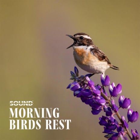 Relaxing Chirping | Boomplay Music