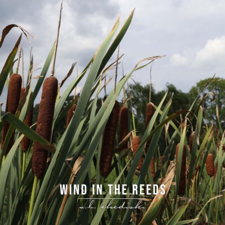 Wind In The Reeds