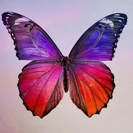 butterflies ft. Brittany Cranton | Boomplay Music