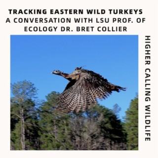 Tracking Eastern Turkeys
