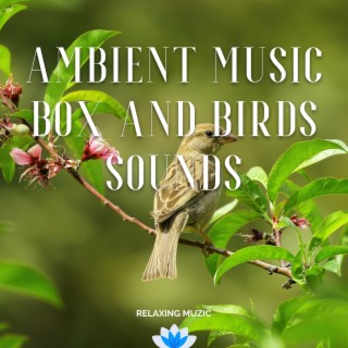 Ambient Music Box and Birds Sounds