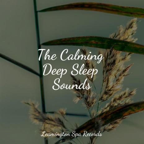 Sleeping Music | Boomplay Music