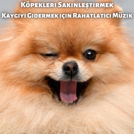 Köpekleri Sakinleştirmek Kaygıyı Gidermek için Rahatlatıcı Müzik | Boomplay Music