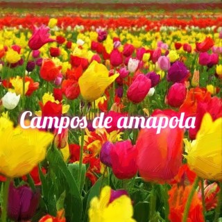 Campos de amapola