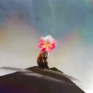 fox on mountain with flower head