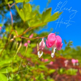 Bleeding Hearts