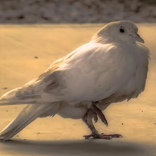 The White Pigeon