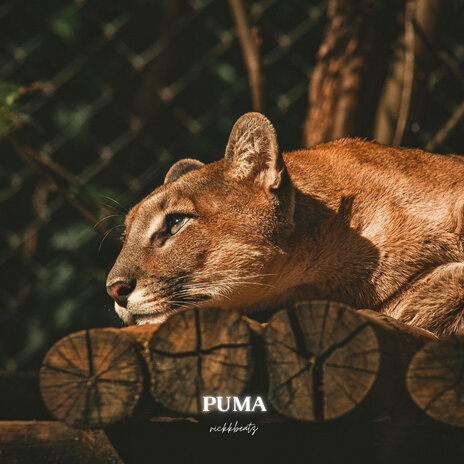 Puma | Boomplay Music