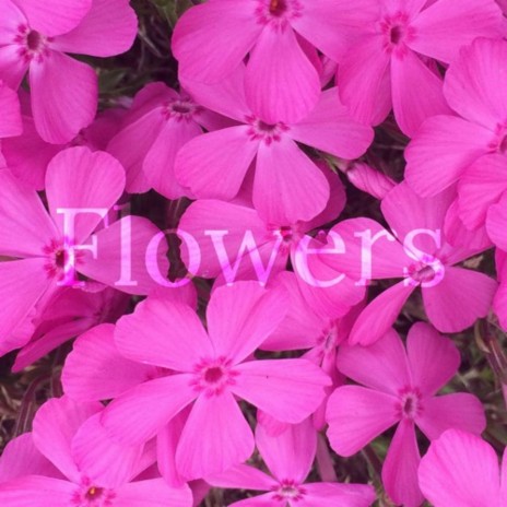 Flowers (Single Version)