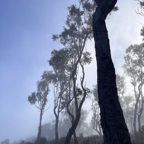 Eucalyptus Mist | Boomplay Music