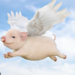 Pigs Fly