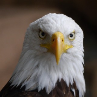 Jim's Eagle