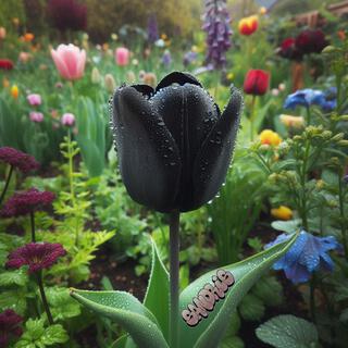 Black tulip