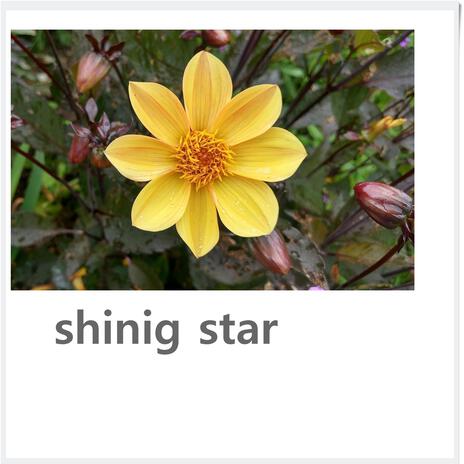 shinig star