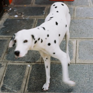 Parisian Dalmatian