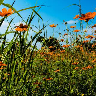 Soft Wildflower's Breeze