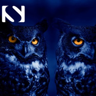 Owl Sounds at Night