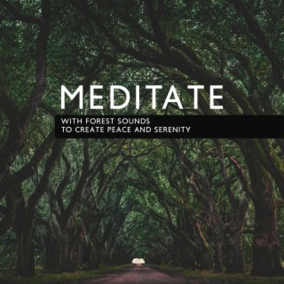Meditate with Forest Sounds to Create Peace and Serenity: Music for Stress Relief