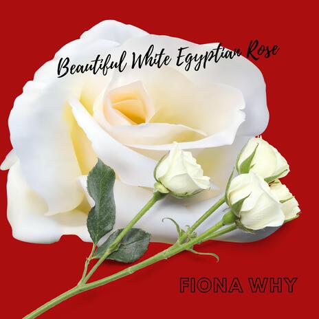 Beautiful White Egyptian Rose