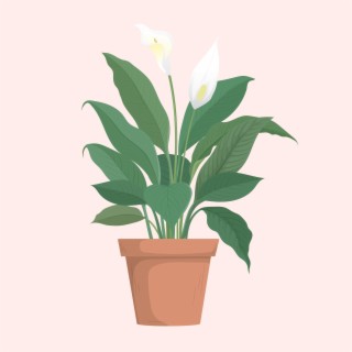 Peace Lily