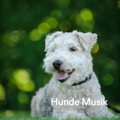 Hunde Music ft. Beruhigende Musik für Hunde & Entspannende Musik für Hunde