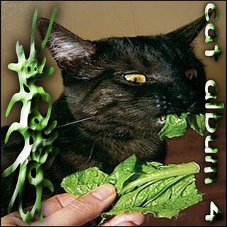 Cat Album 4