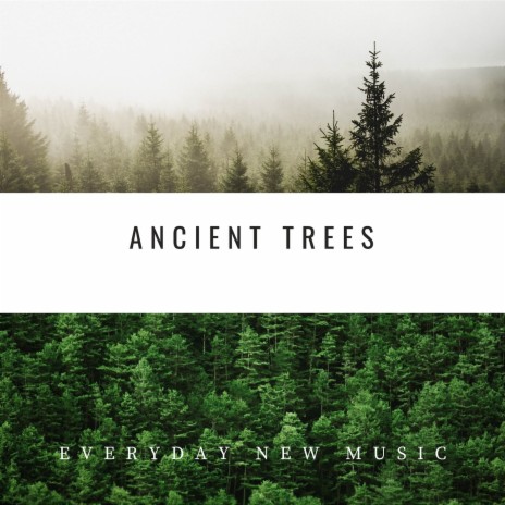 Ancient Trees