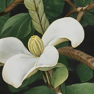 Magnoliopsida II (Instrumental)