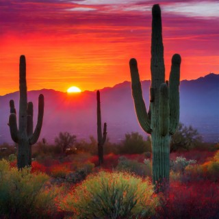 Sleep Solitude: A Sonoran Desert Meditation