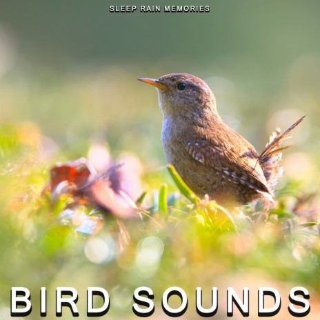 Nature Sounds | Boomplay Music