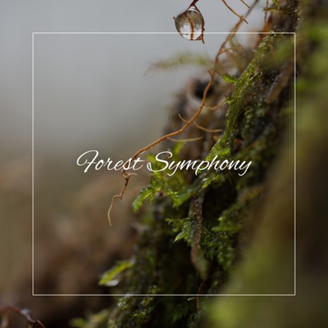 Forest Symphony ft. Spiritual Journey | Boomplay Music