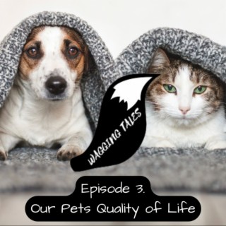 Our Pets Quality Of Life