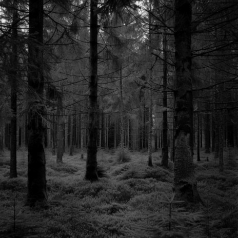 Forest inthe DarkAmbient